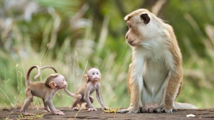 Petition · Make owning a monkey legal in WA - United States · Change.org