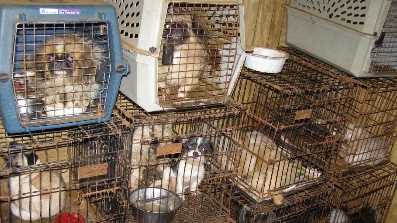 Petition · Stop ALL Puppy mills ·