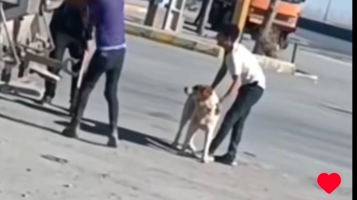 Petition · Stop the Inhumane Treatment of Stray Dogs in Iran ...