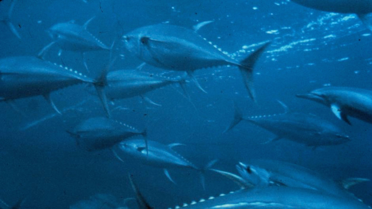 Petition · Save the Sushi Declare Bluefin Tuna Endangered ·
