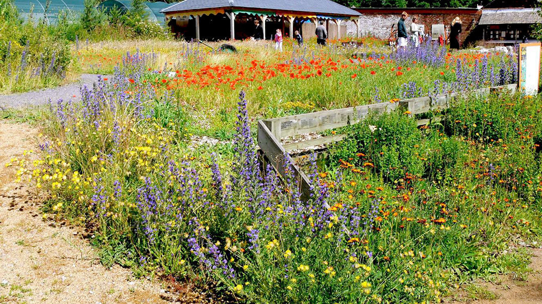 Petition · SAVE The National Wildflower Centre From CLOSURE · Change.org Petition · SAVE The National Wildflower Centre From CLOSURE · Change.org