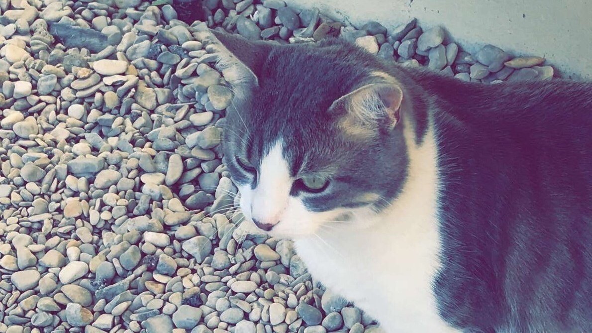 Pétition · Stop à l’empoisonnement de nos chats ! France ·