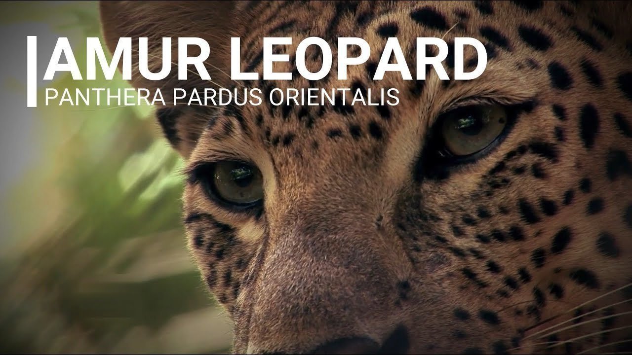 Petition · Protect the Amur Leopard Habitat. Stop the use of traps and