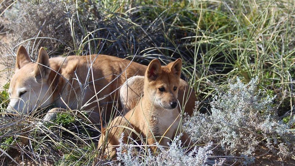 Petition · Dingoes Protection Remove Dingo From The PEST List