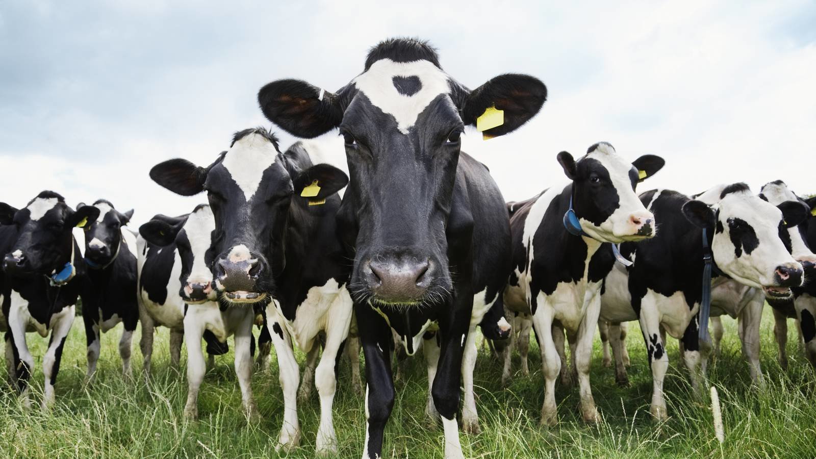 Cows Rights Petition · Voting rights for cows. - India · Change.org