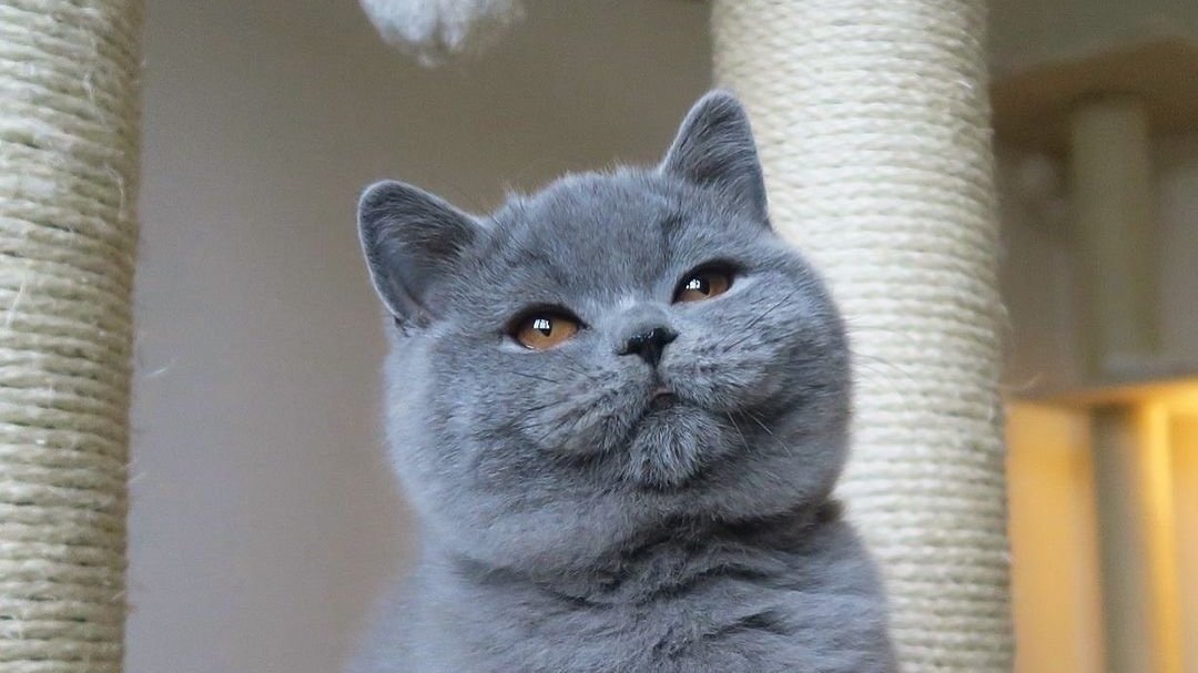 buy british blue cat