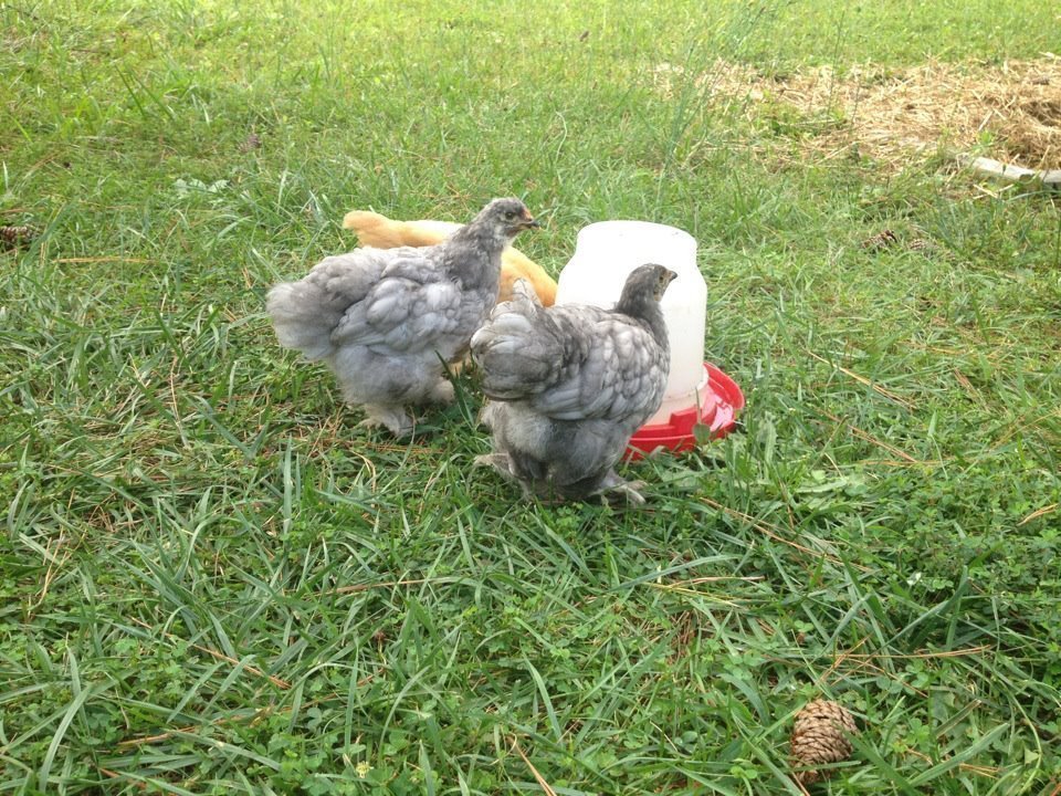 Petition · New Kent County Board of Supervisors Lift the ban on