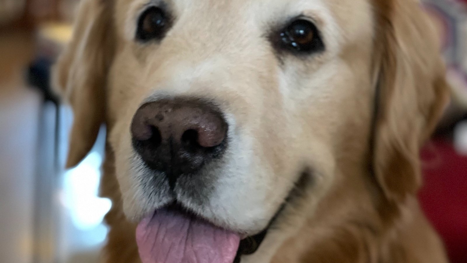 Petition · Save the Dog Beach! United States ·