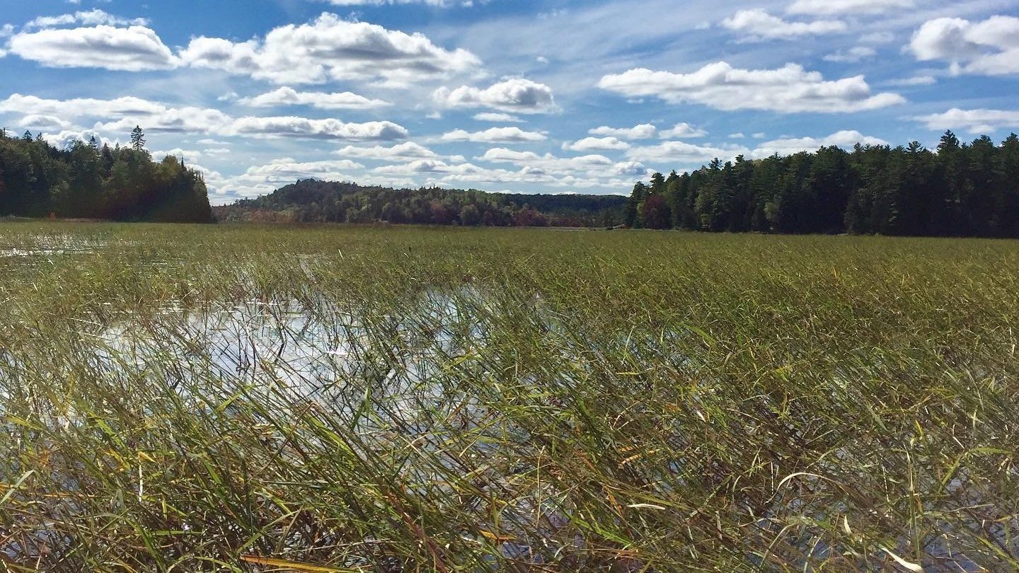 Petition · Declaration for Protecting Anishinaabe Manoomin (Wild Rice