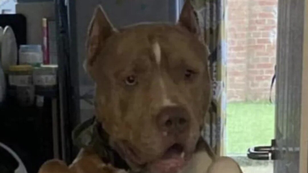 Petition · Implement Use of Stun Guns and Full Assessment for Dogs