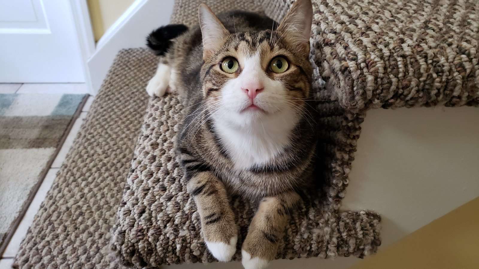 milk bone commercial