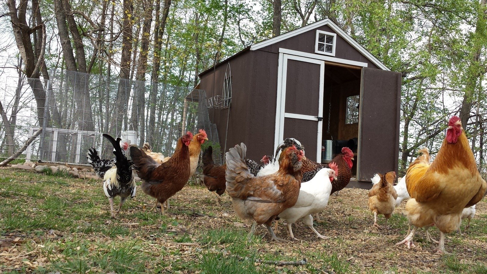 Petition · Overturn the ordinance banning chickens in residential areas