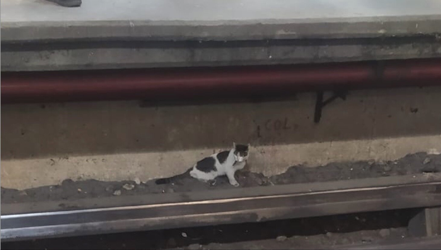 Petición · Exigir que el Metro de la Ciudad de México tenga protocolos