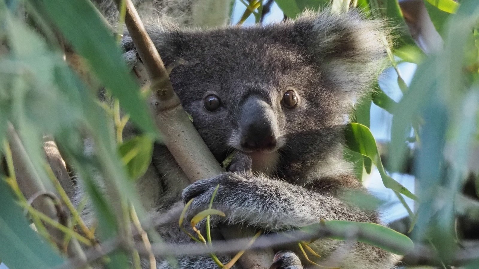 Comment S Appelle La Femelle Du Koala Petition · Démontrer l'unité globale dans le but de protéger les koalas