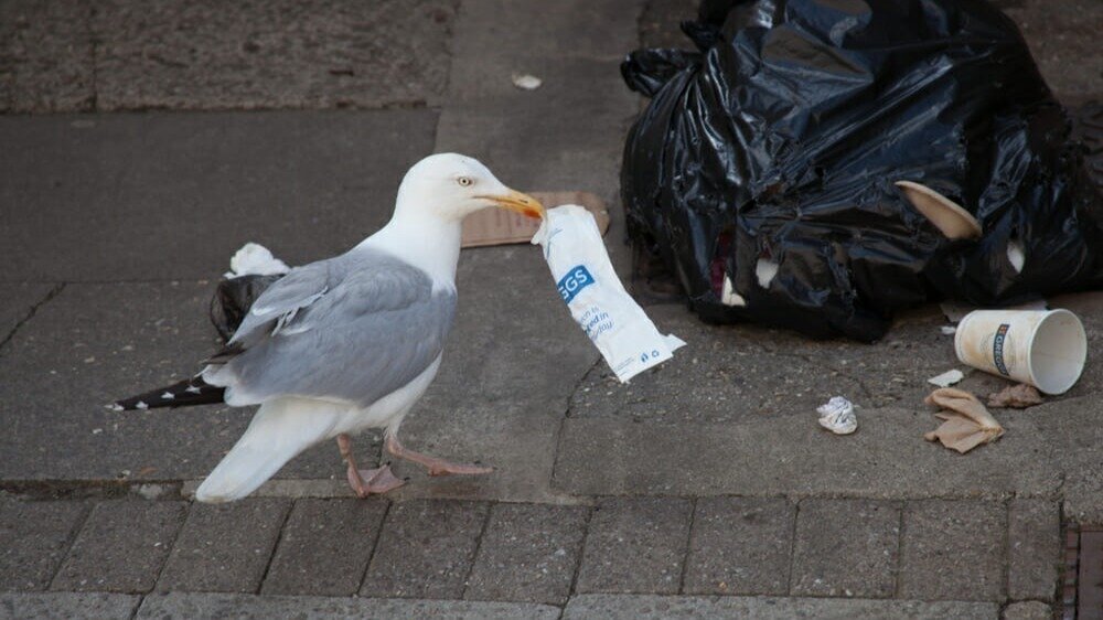 Petition · Oppose the Shift from Plastic Bins to Plastic Bags in