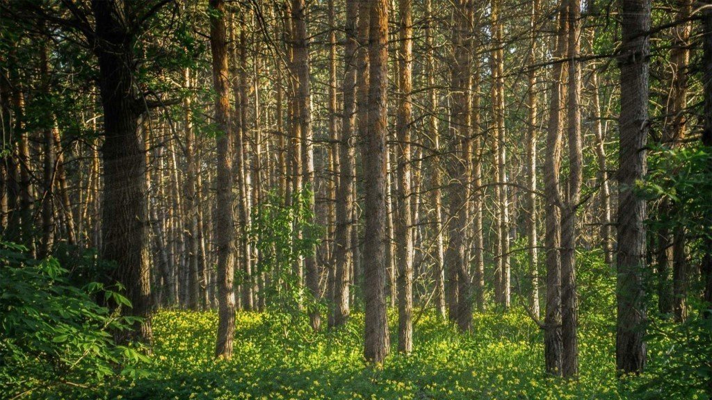 лес самара картинки кухни мдф теснением