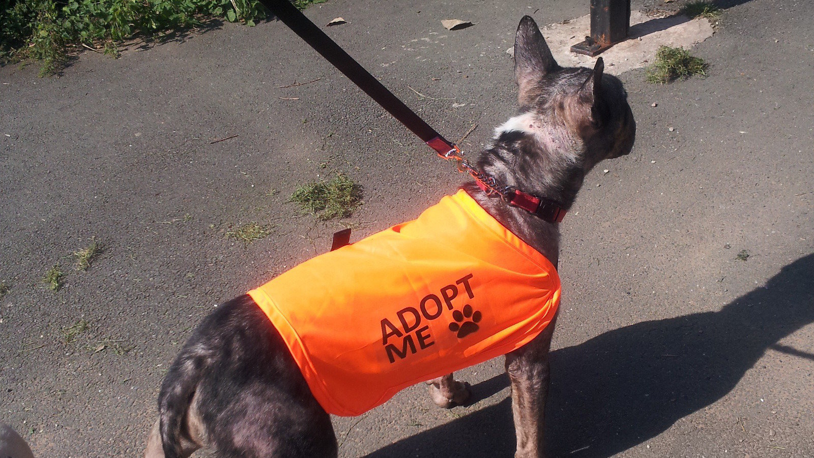 Petition · Stop taking new dogs/ Close Bullie SOS when all dogs are