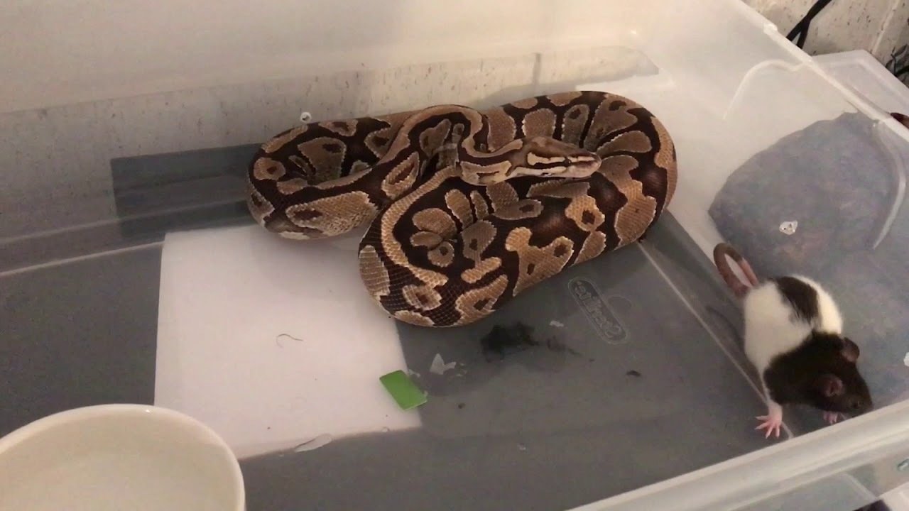 Petition · STOP The Mass Breeding of Rats, Mice and Small Animals for