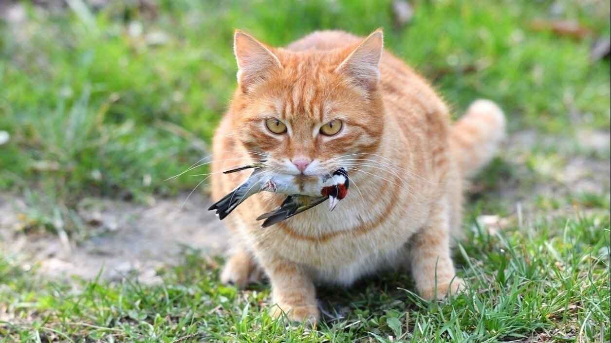 Katzen Freigang Verbieten