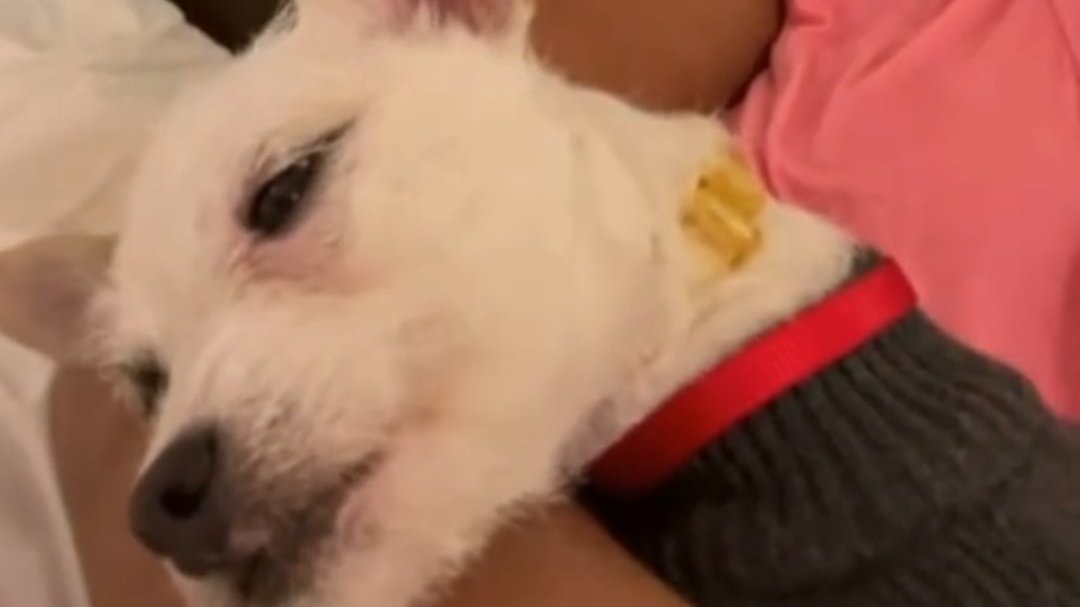 Petition · Get Peaches dog to safety United States ·