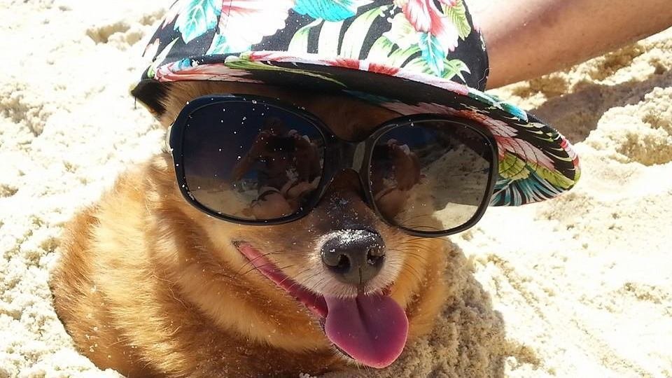 Petition · Dog friendly beach in Eastern Suburbs, Sydney, Australia Yarra Bay? Australia