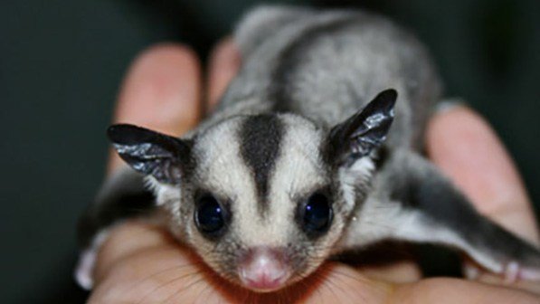 free sugar gliders
