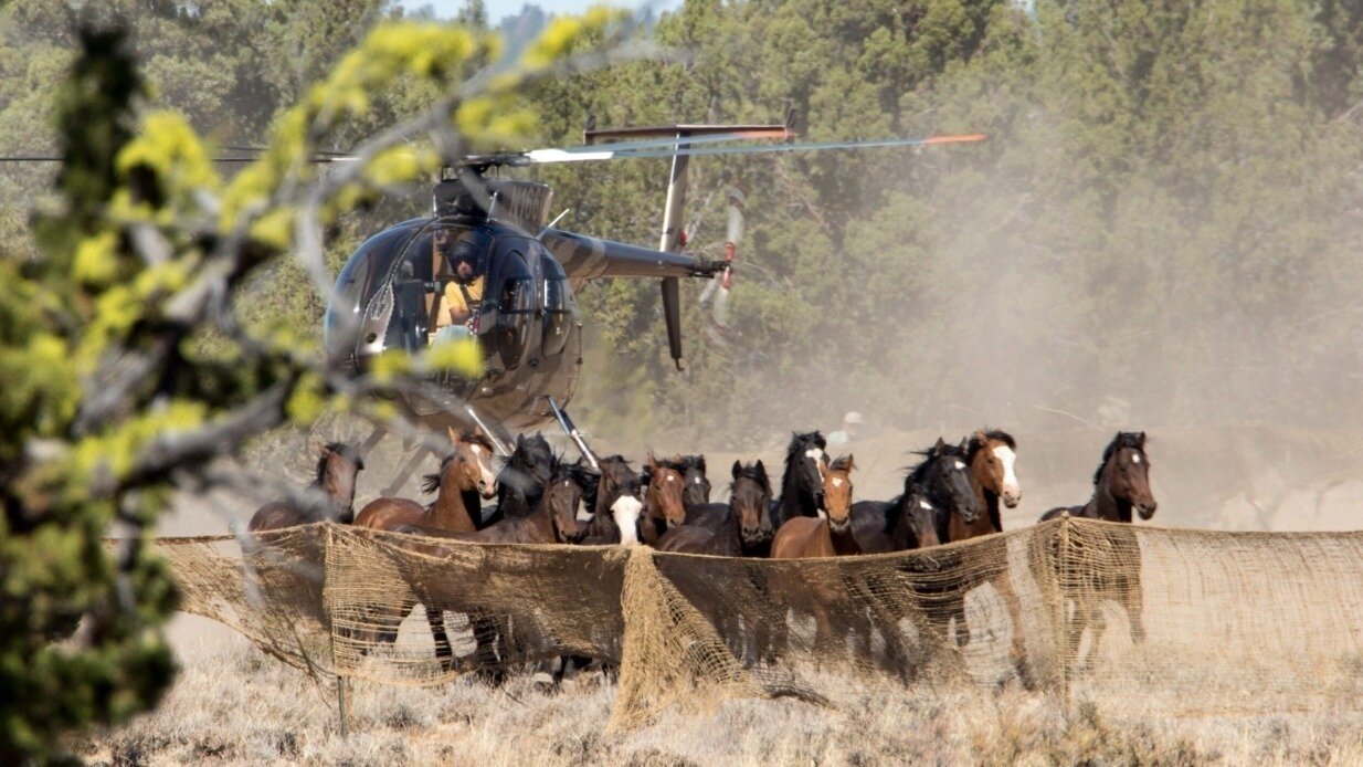 Petition · Help Save The Wild Horses of America - Boulder, United ...