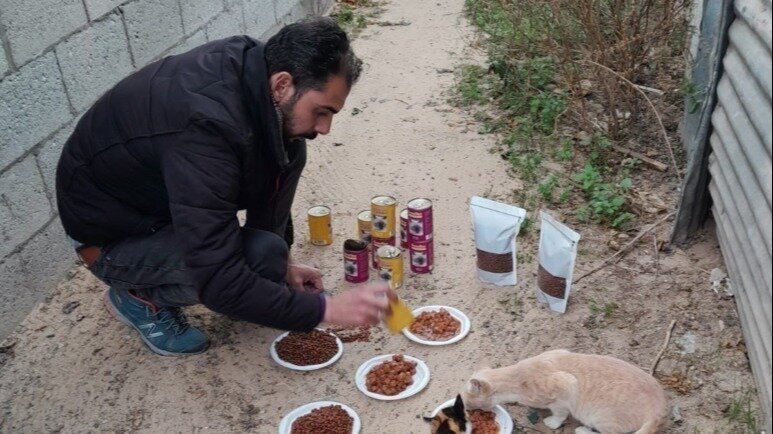 Petition · Help the Guardian Angel stray cats and dogs in north Gaza ...