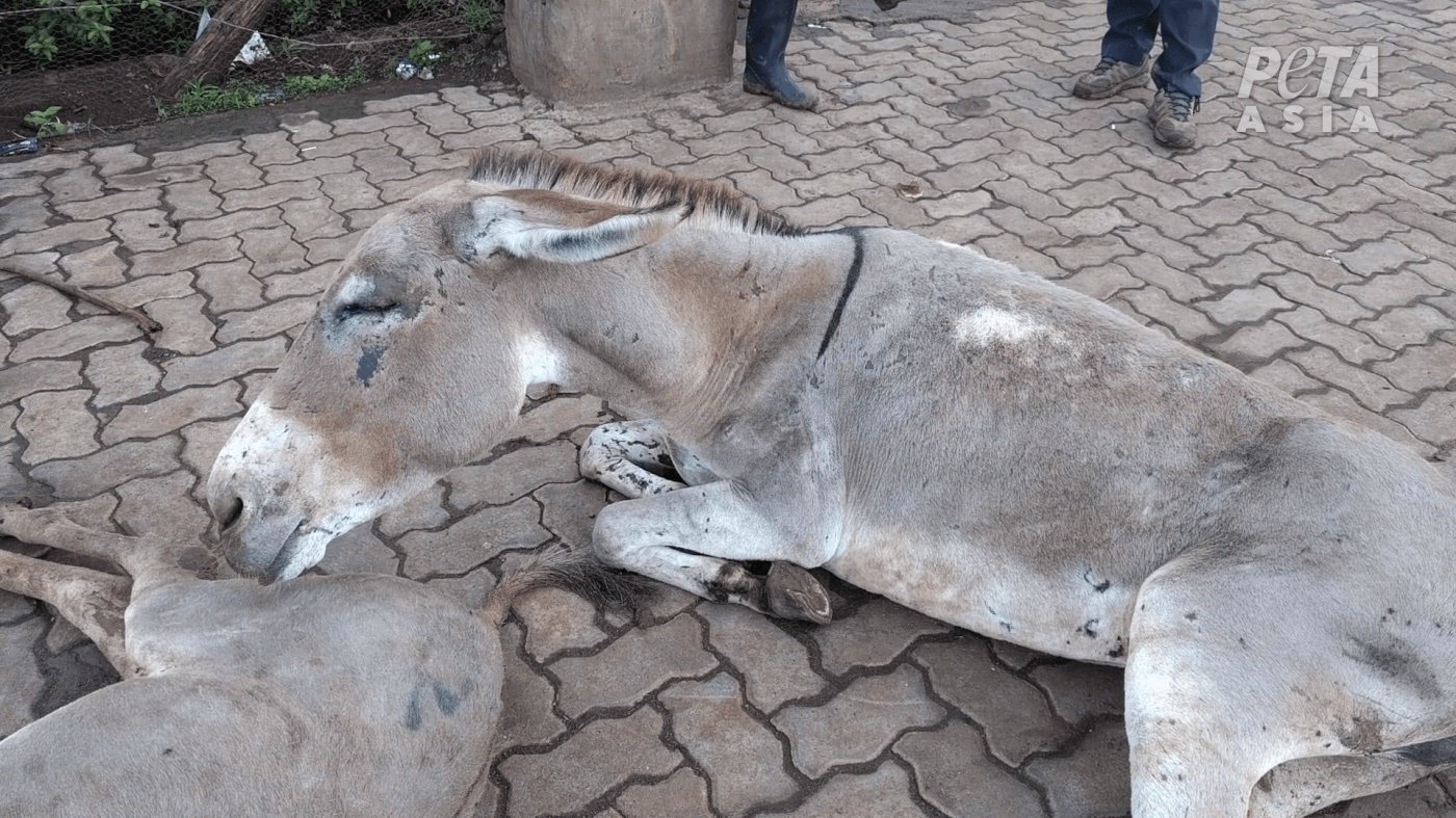 Petition · End Donkey Cruelty In Asia And Other Parts Of