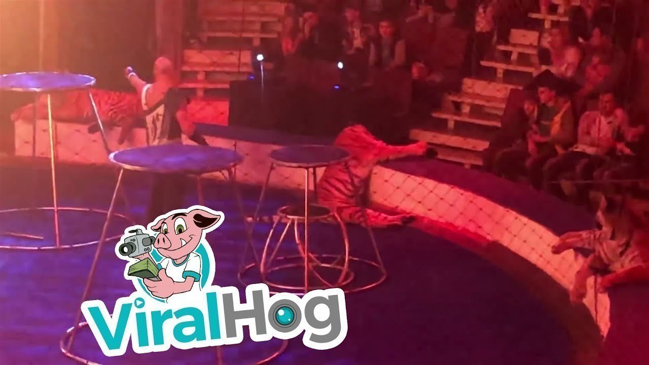 Petition · Ban wild animals in circuses. ·