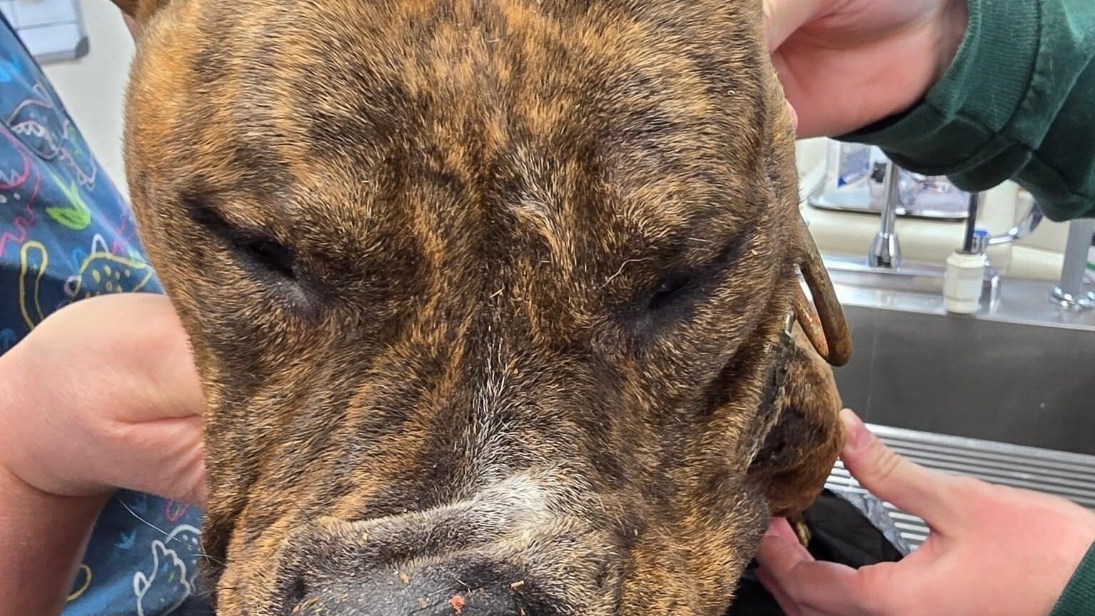 Petition · Justice for Nala United States ·