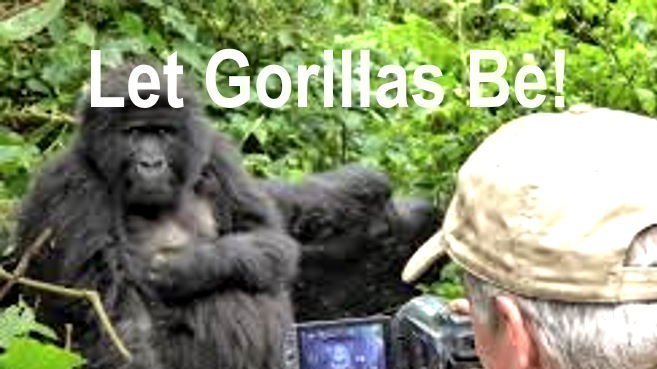 Petition Update Silverback Gorilla Killed By Poacher S Spear Change Org