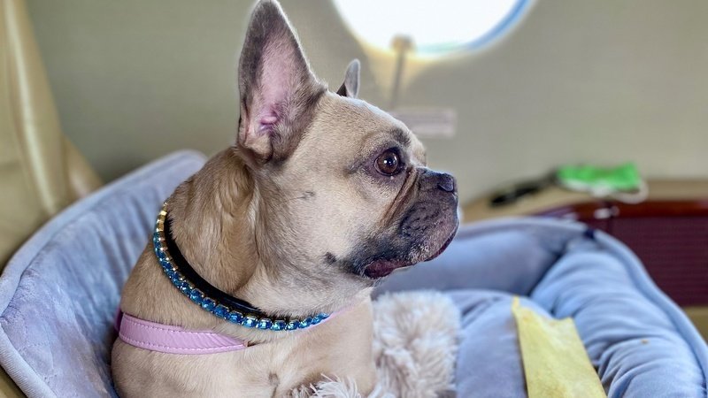 We need Airlines to allow seat purchase for dogs while securely buckled in with a harness