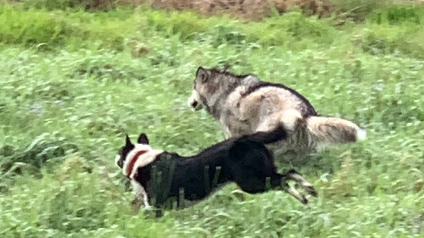 Petition · Off leash dog park Yandina 4561 Australia ·