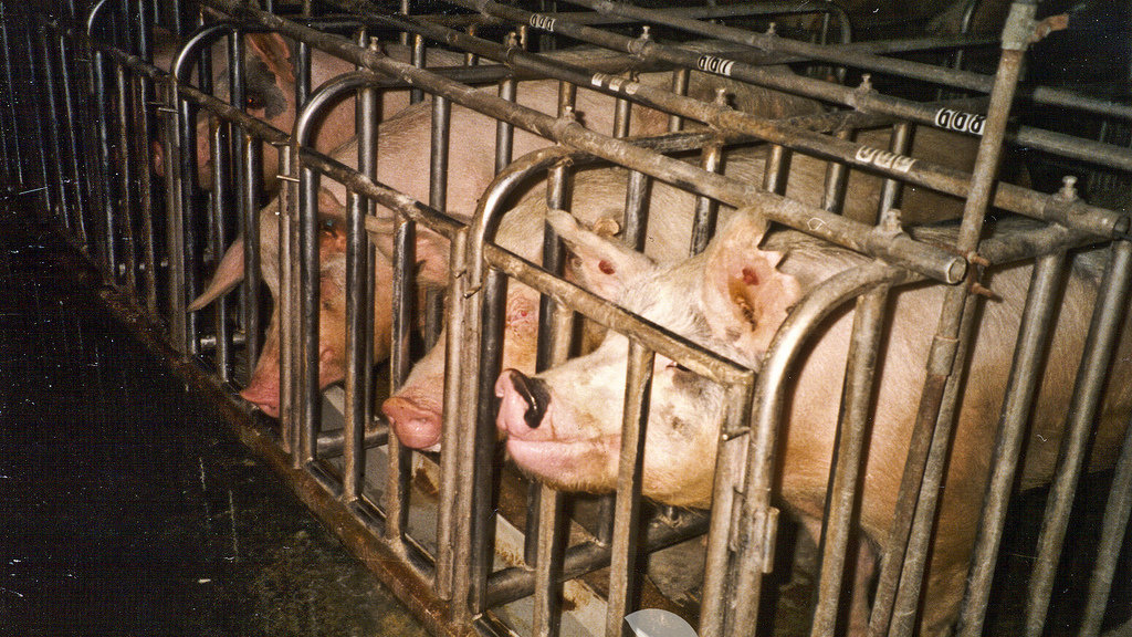 Petition · Allow farmed animals to have the same legal protection as
