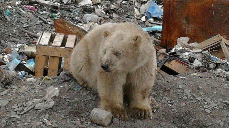 Petition · Save Polar Bears from the Russian Wrangel Island! Russia ·