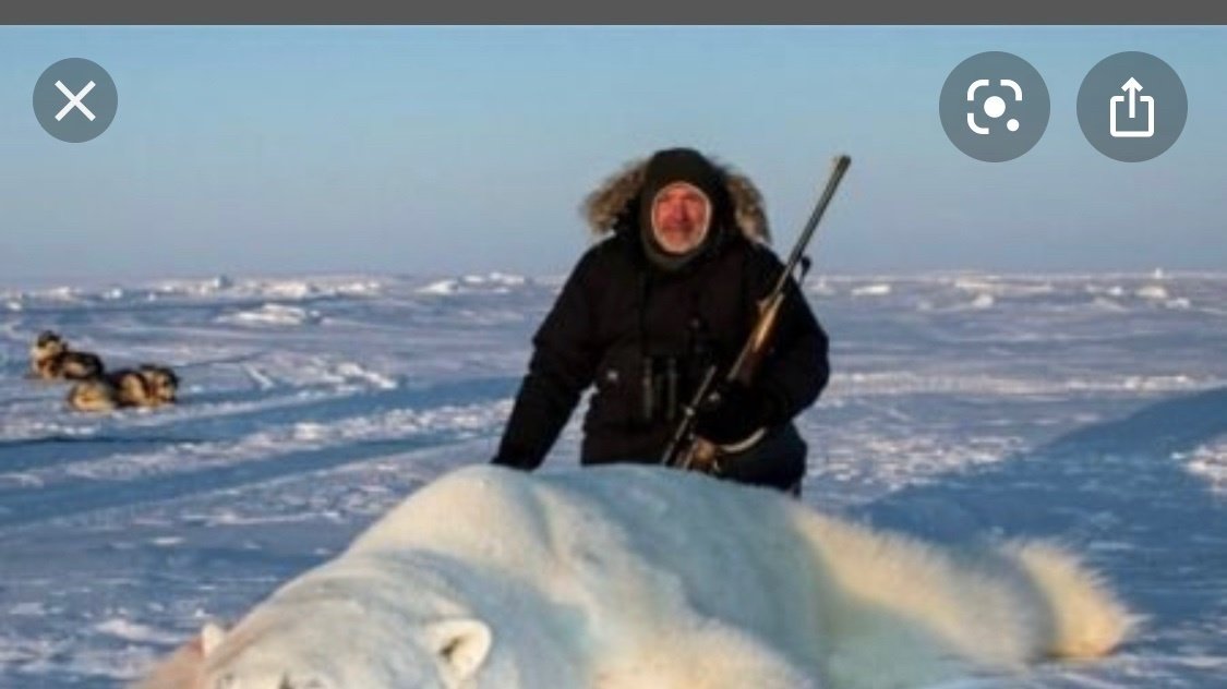 Pétition · Abolish polar bear hunt in canada Canada ·