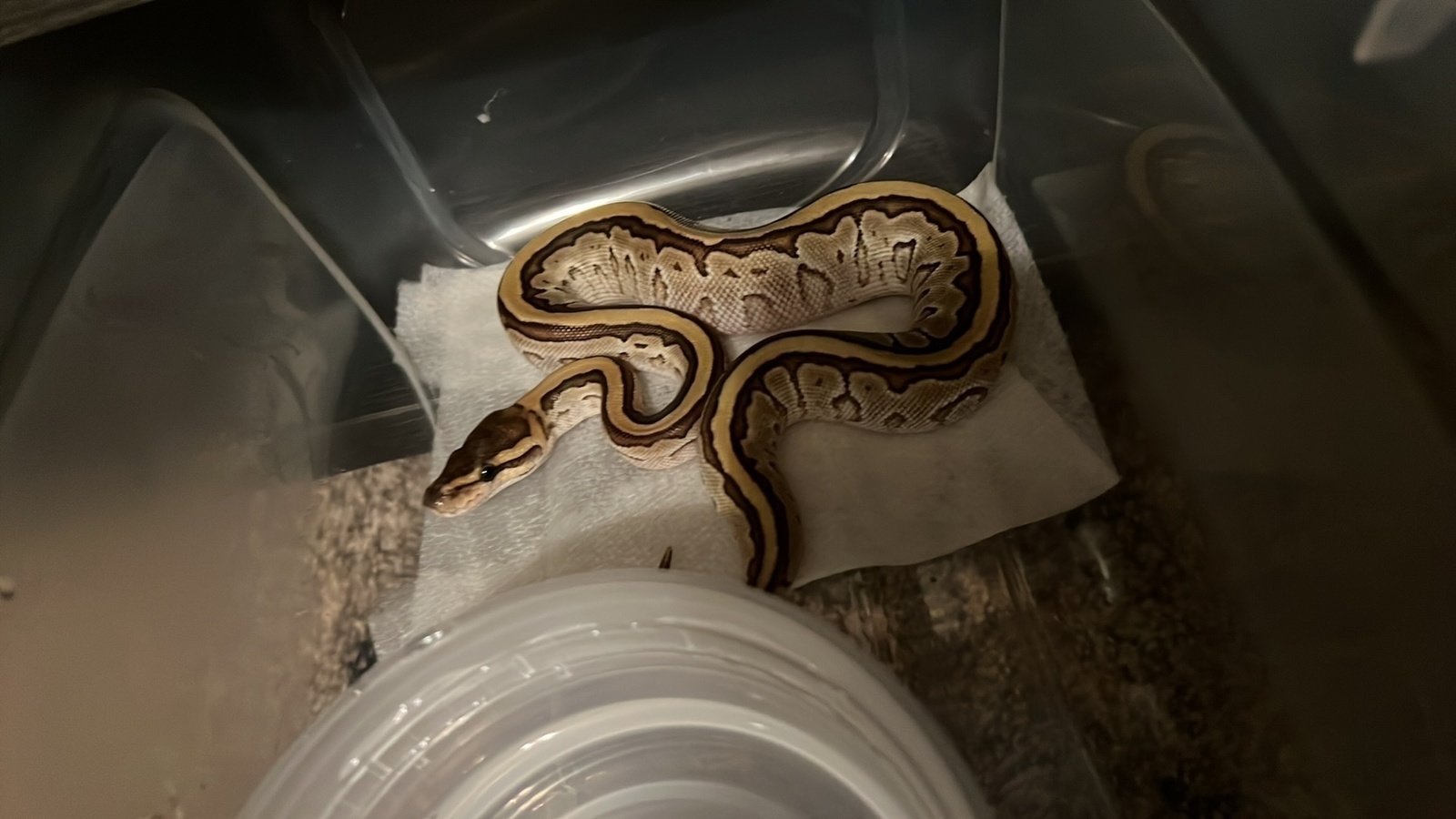 Petition · Correct Fear-Based Sioux City Python Ordinance - United 