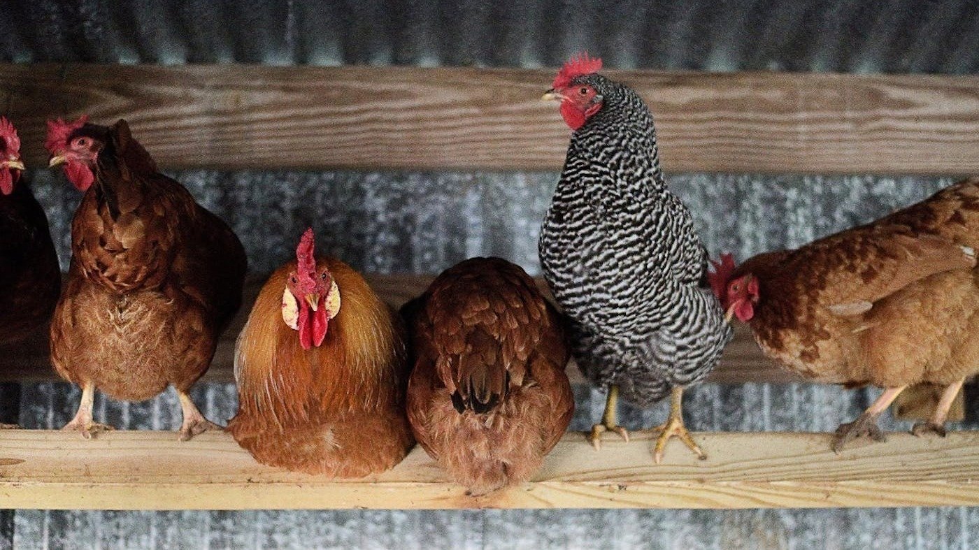 Petition · Winfield Kansas to Allow Chickens (Hens) in City Limits