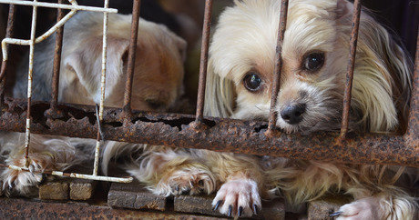 Small Dog Rescue Colorado Springs Small Dog Rescue Colorado Springs