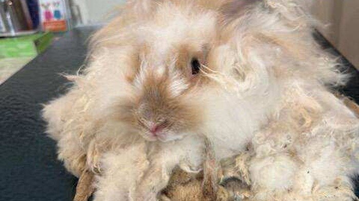 Petition · Justice for 84 Animals Rescued from Repeat Cruelty Case in ...