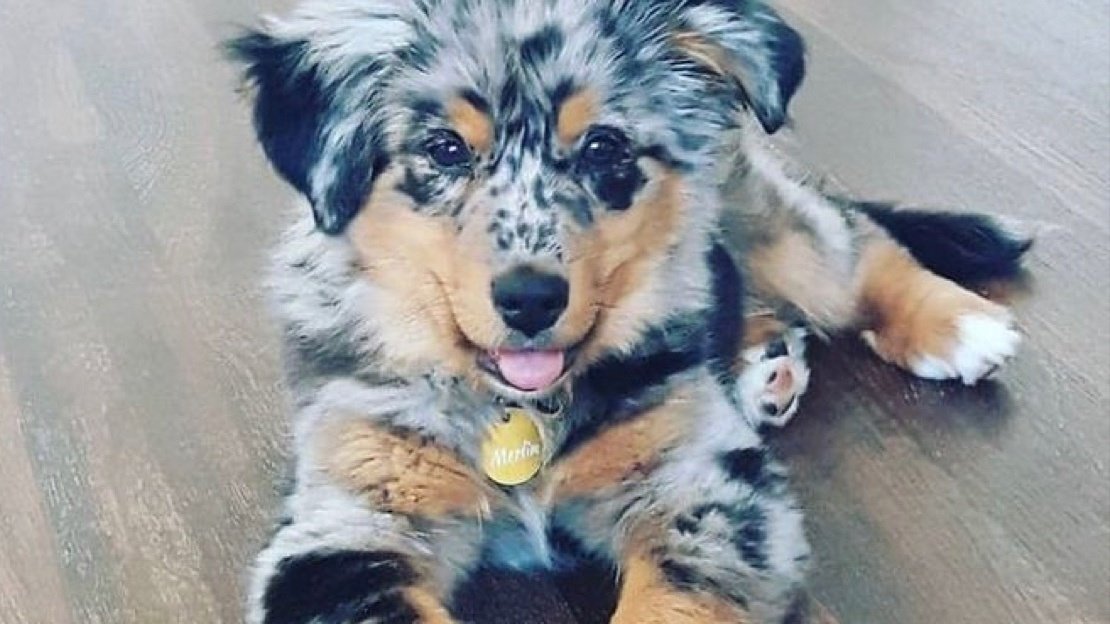 Petition · Dogs are a gender ·