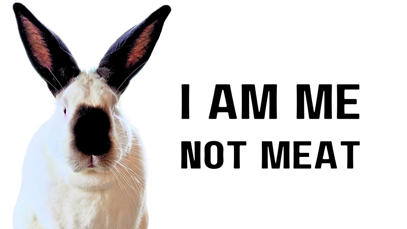Petition · End the Use of Rabbit Meat in Stella & Chewy’s Products