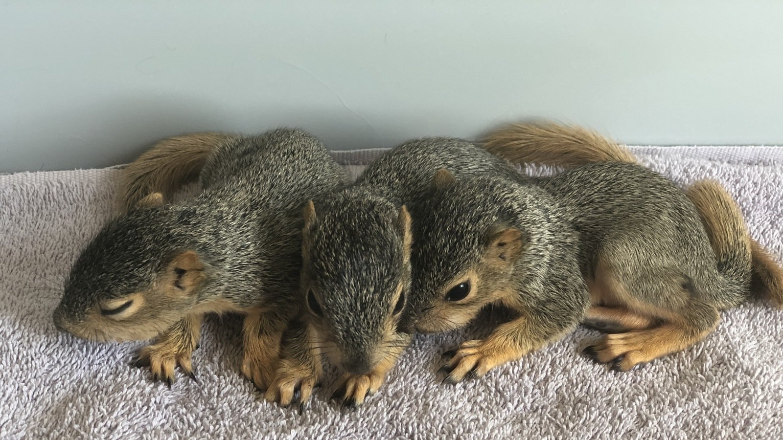Petition · Allow Wildlife Rehabilitation Centers in North Dakota