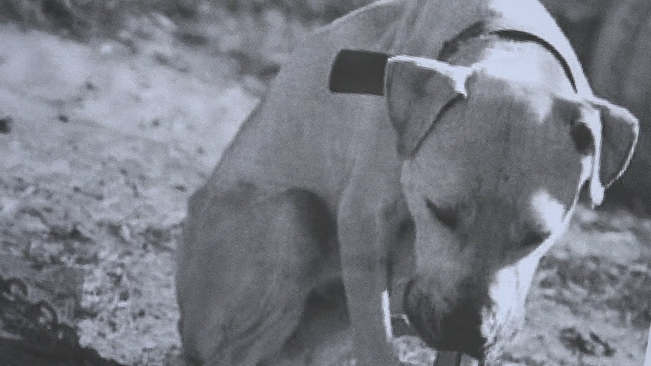 Petition · Justice for Ossining Dog Chained for Over 6 YEARS! HELP Pass