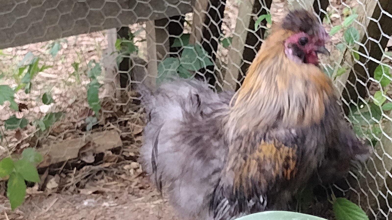 Petition · Allow Backyard Chickens in Small Family Homes Outside City