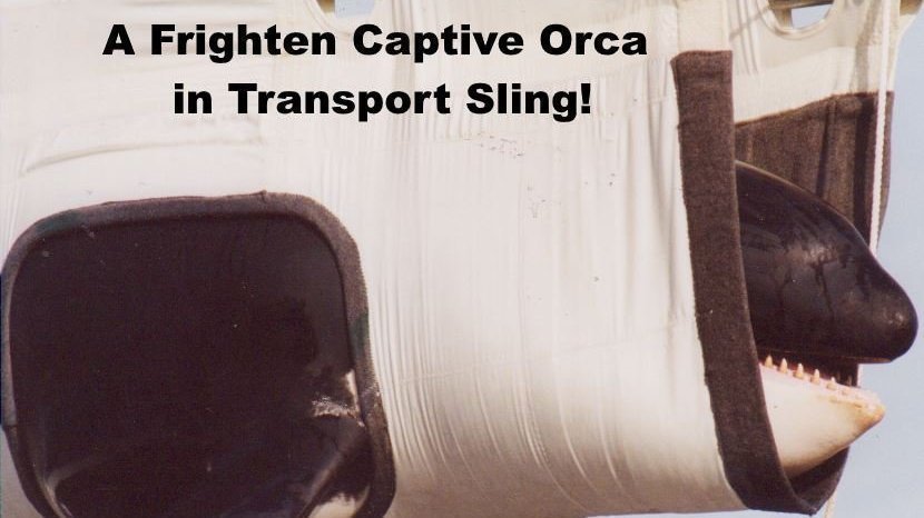 Petition update · Will Orcas Be Taken from their Families? · Change.org