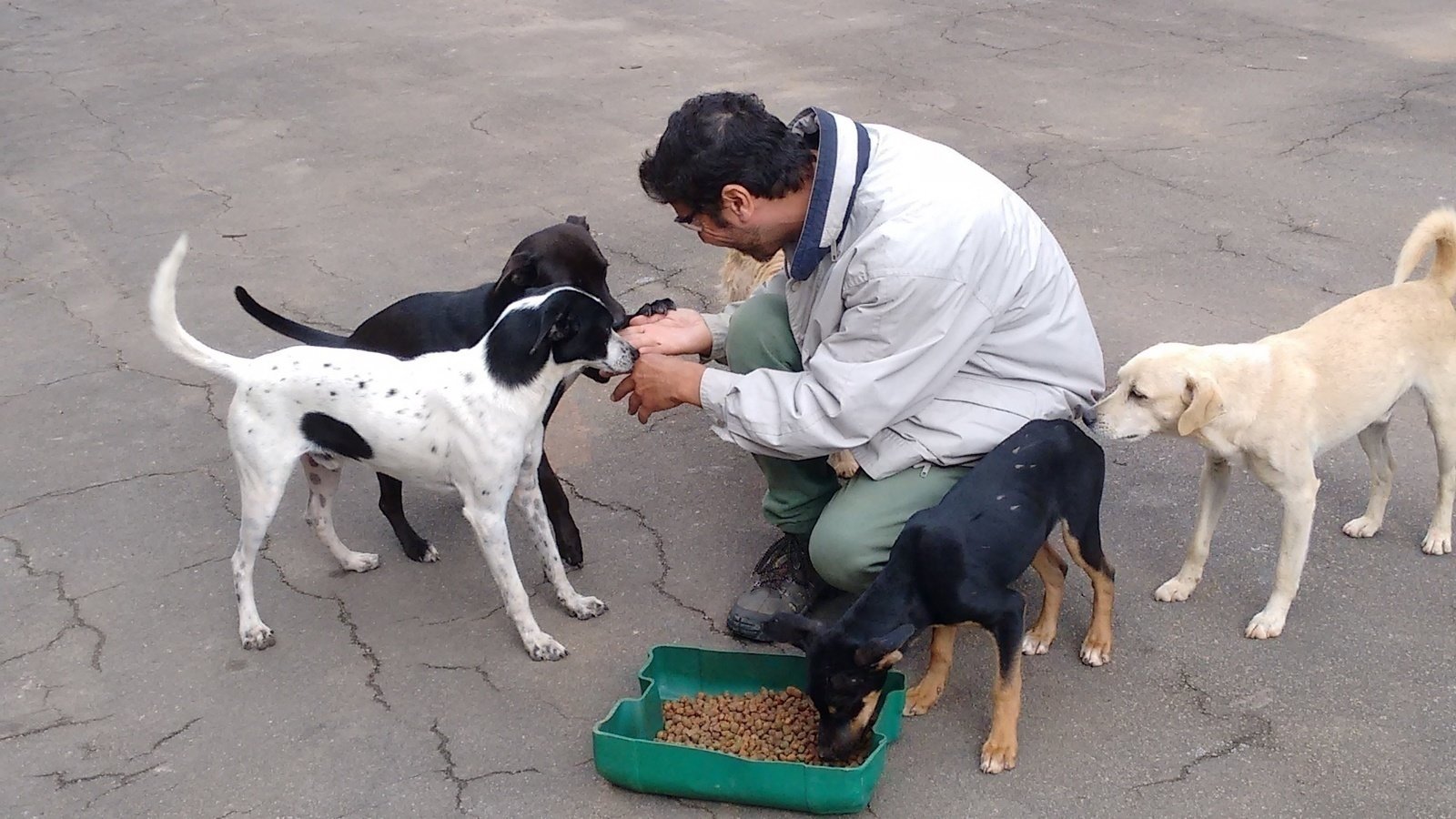 Abaixo-assinado · POLÍTICAS PÚBLICAS PARA OS ANIMAIS DE RUA DE CAIEIRAS ...