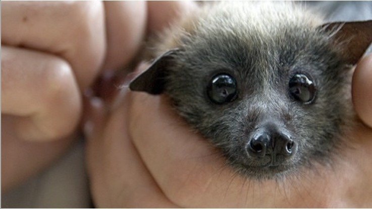 Predatory Bat Petition · Bats could be a natural predator to the ZIKA Virus - United ...