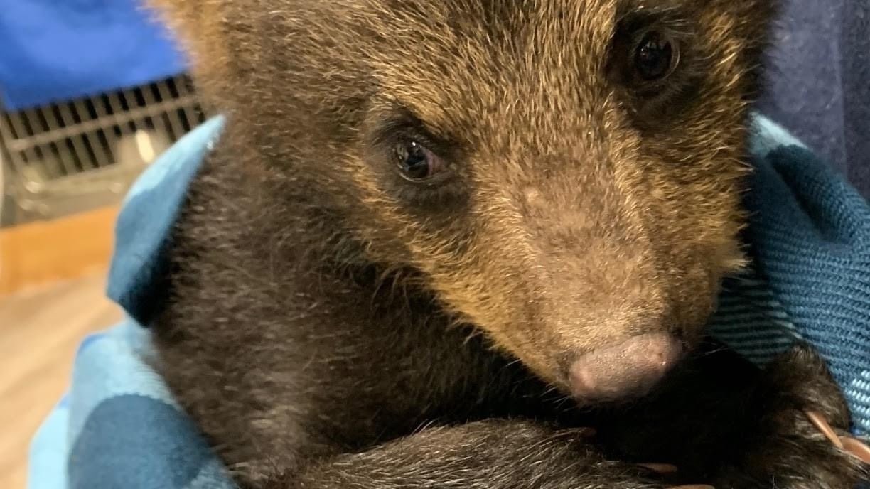 Petition · Let’s change lands and forestry policy in Nova Scotia. Stop